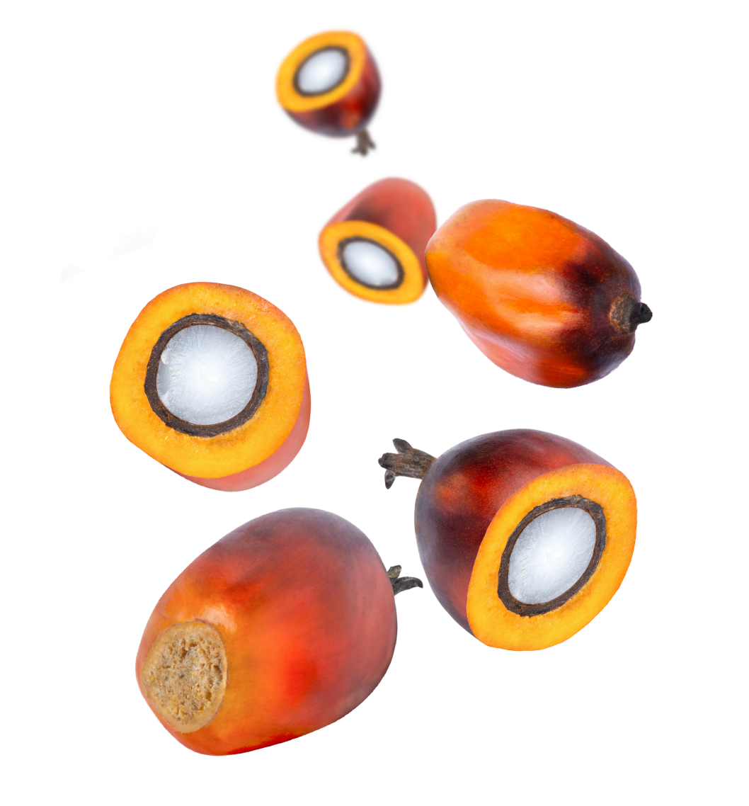  BioD