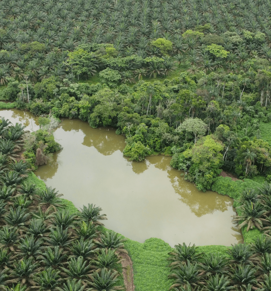 Compromiso Cero Deforestación​ BioD