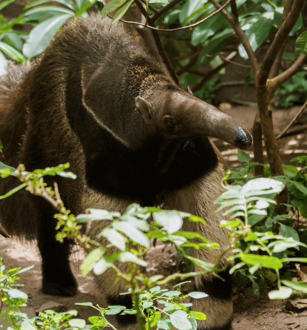 Acciones Fauna Silvestre​ BioD
