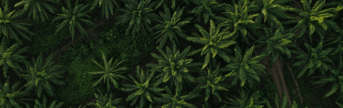 “Los Clavelitos”: A Colombian Success Story in Oil Palm Conservation BioD