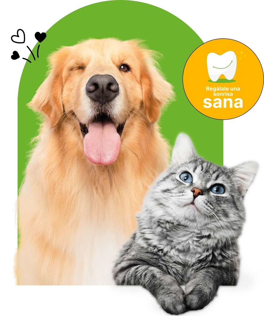 ¿Porqué es tan importante la profilaxis en mascotas? - Sanfer