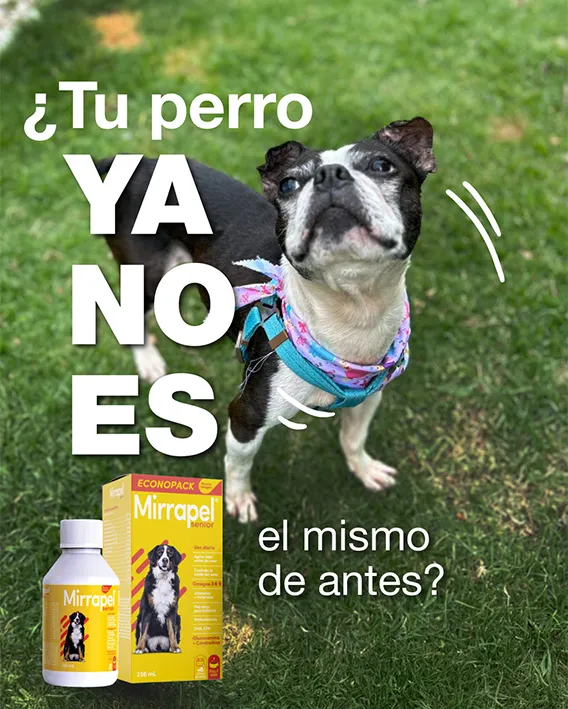 Mirrapel Senior - San Fer